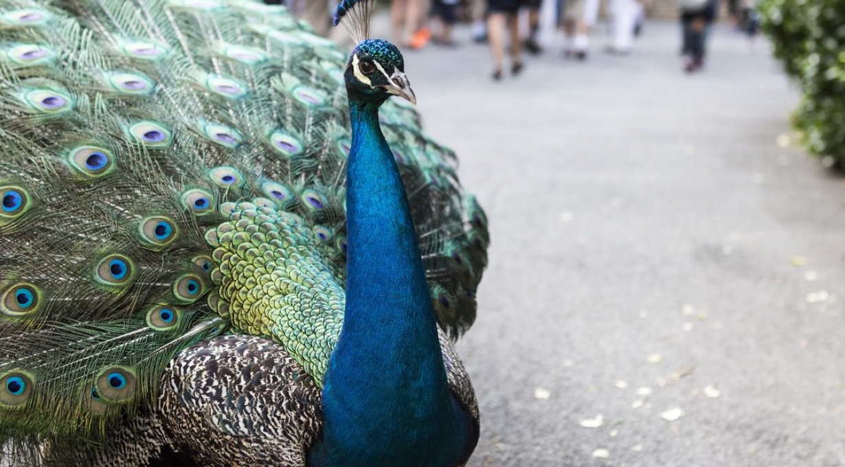 Virtual Spotlight Tour: Wildlife at the Cathedral of St. John the Divine